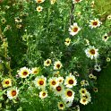 Chrysanthemum segetum 'Etoile d'Orient' (2)